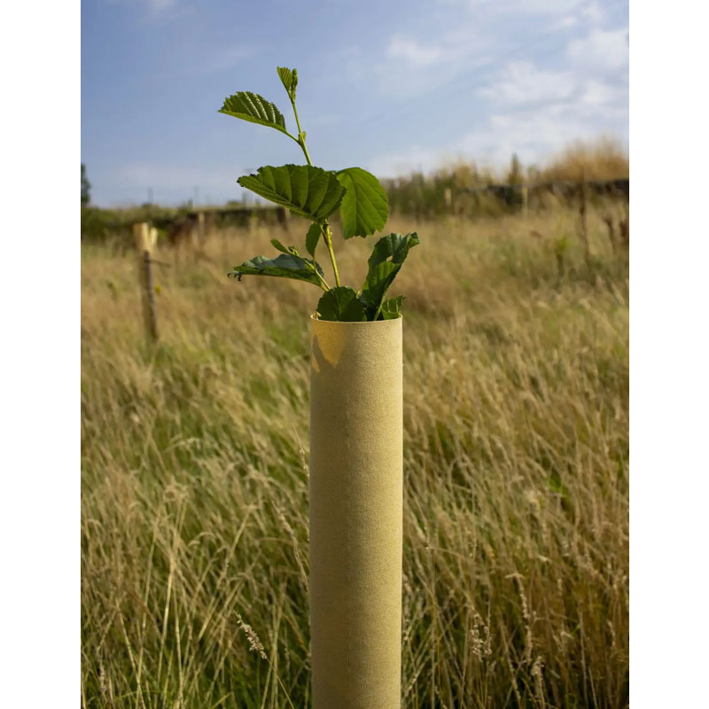 Tree Hugger biodegradable tree shelter
